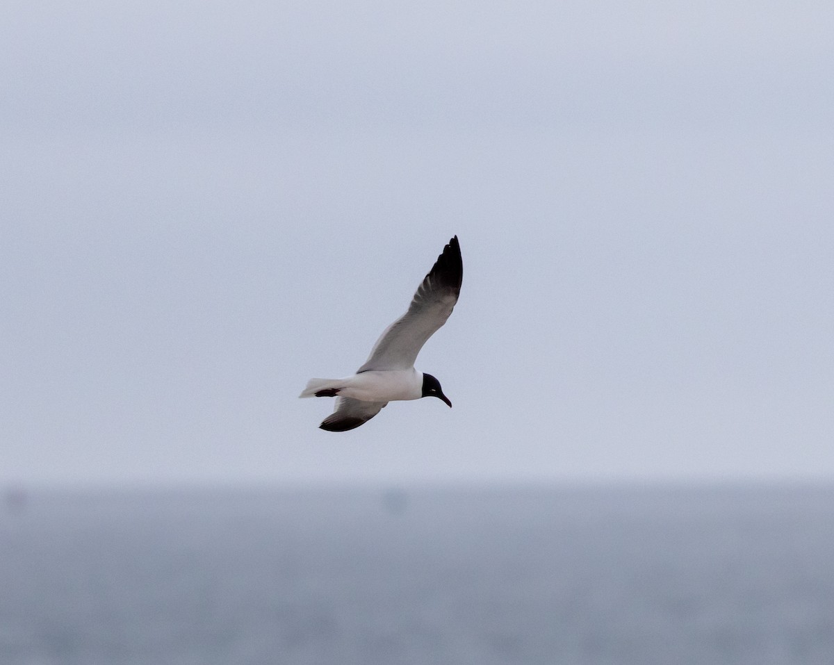 Mouette atricille - ML619336418