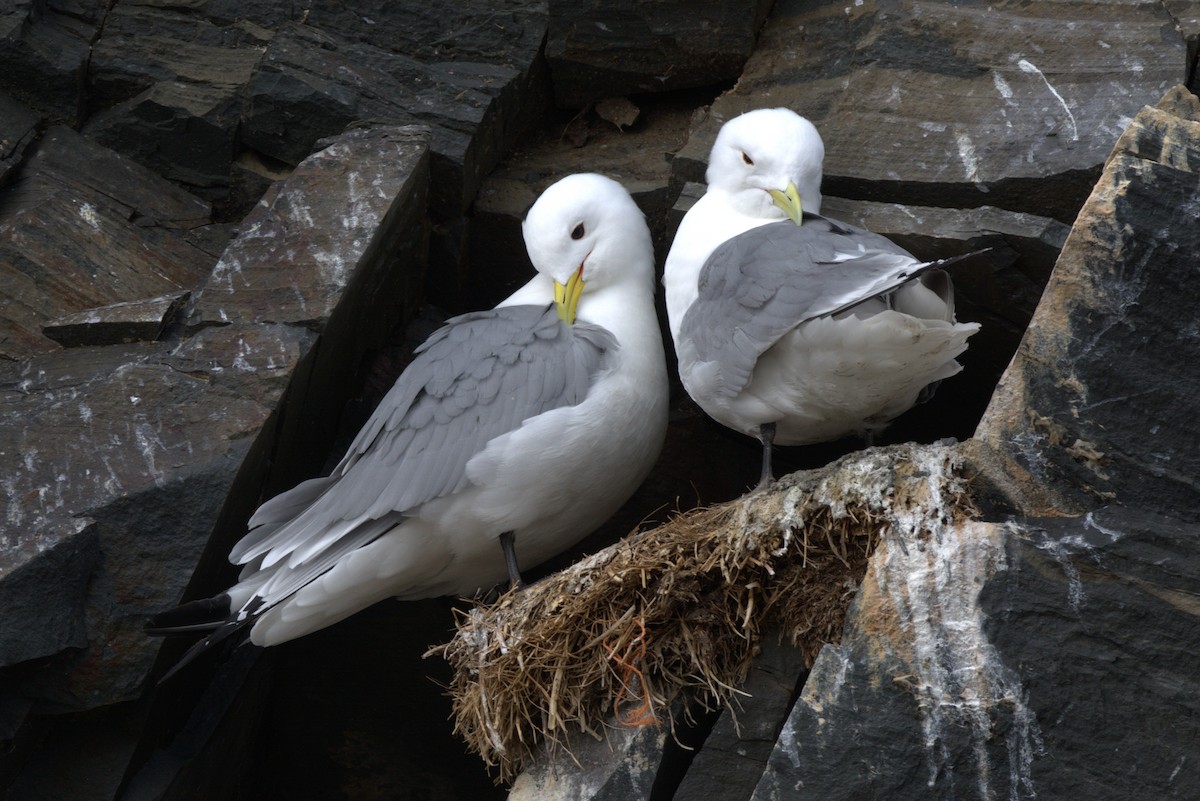 Black-legged Kittiwake - Pep Cantó