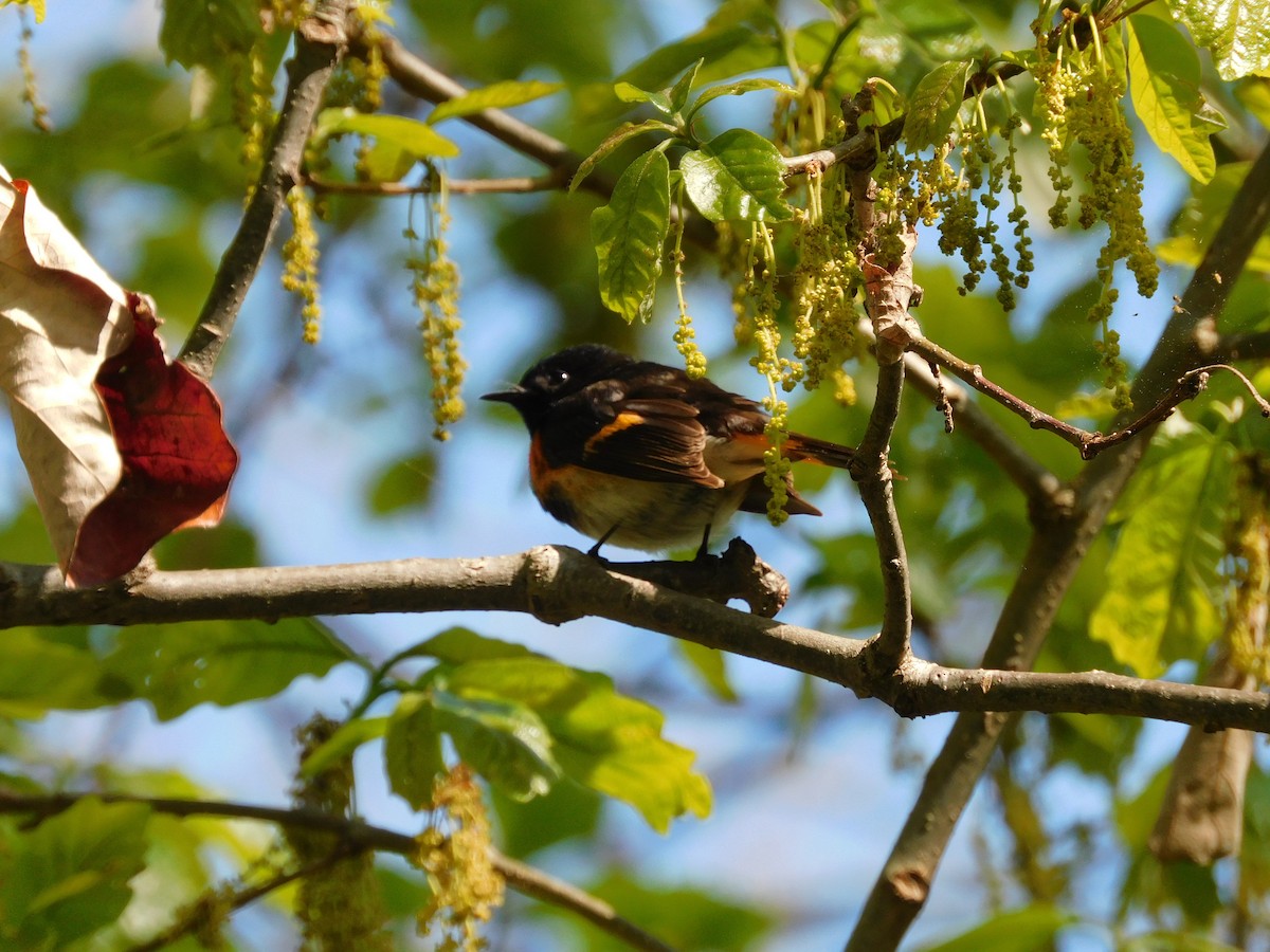 American Redstart - Charles Chu