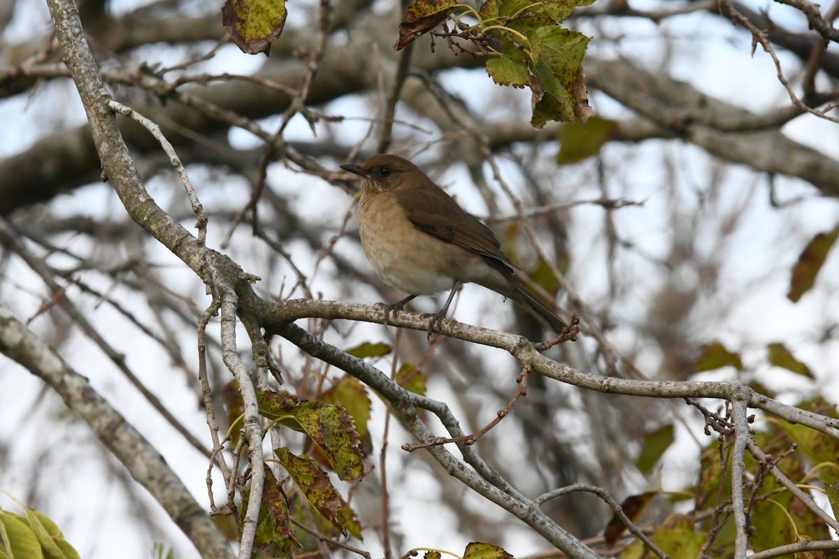 Creamy-bellied Thrush - Sebastián Dardanelli