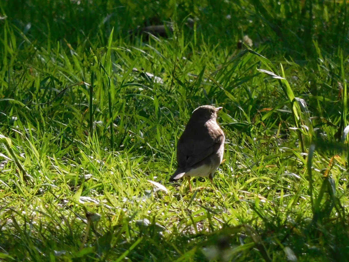 Gray-cheeked Thrush - Charles Chu