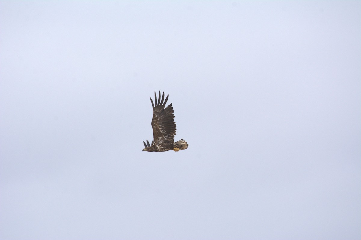 White-tailed Eagle - Pep Cantó