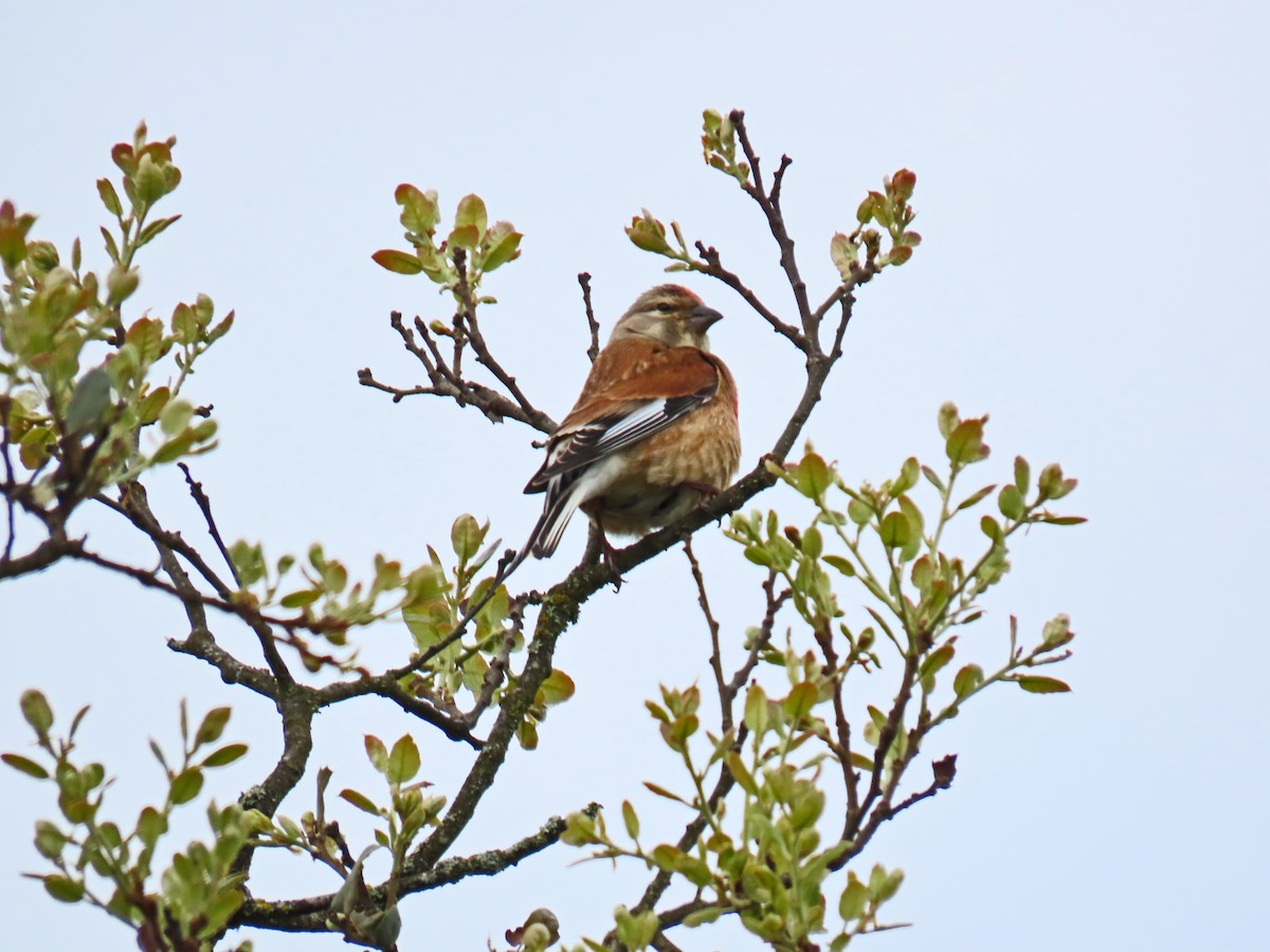 Eurasian Linnet - Francisco Javier Calvo lesmes