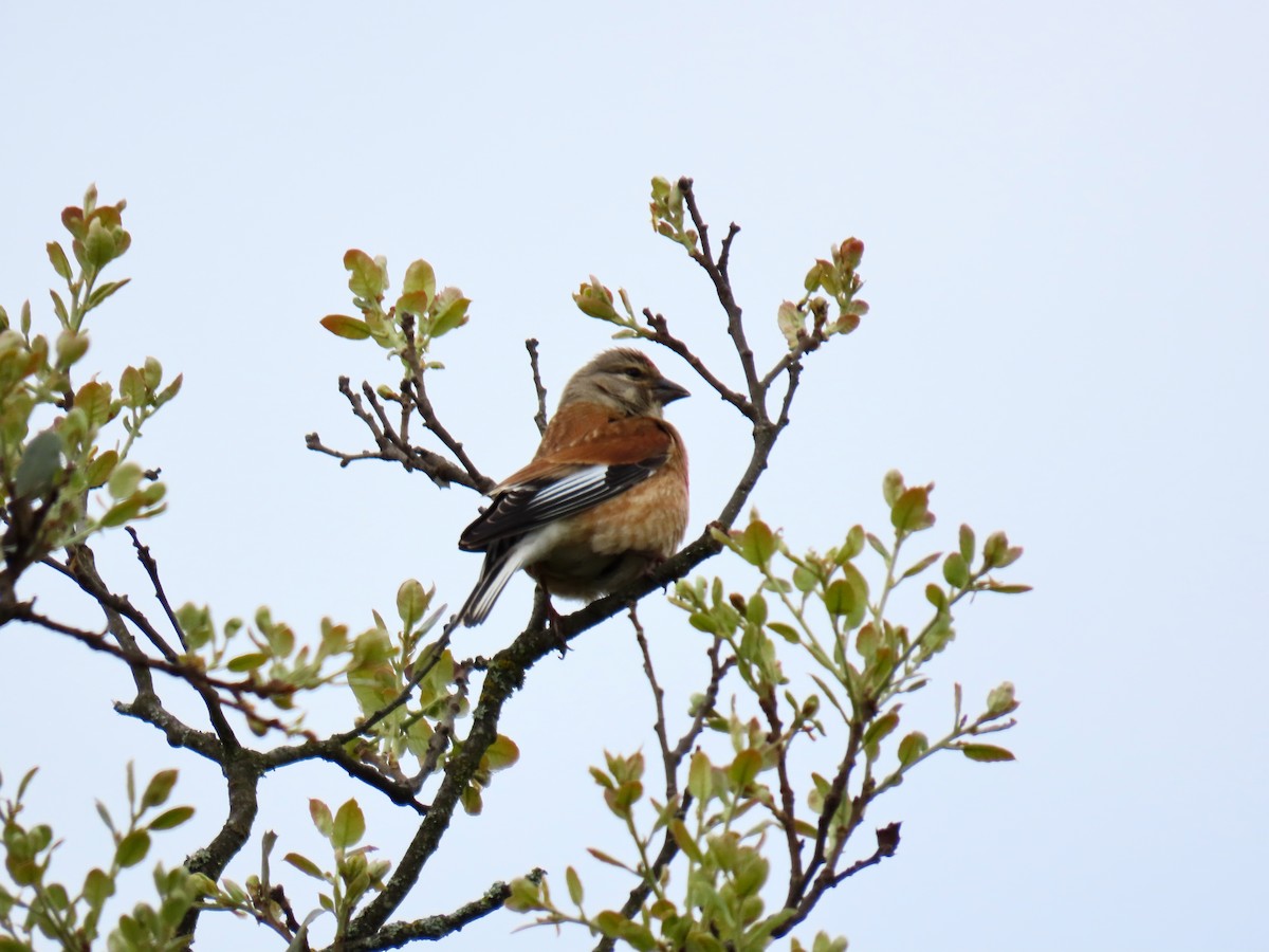 Eurasian Linnet - Francisco Javier Calvo lesmes