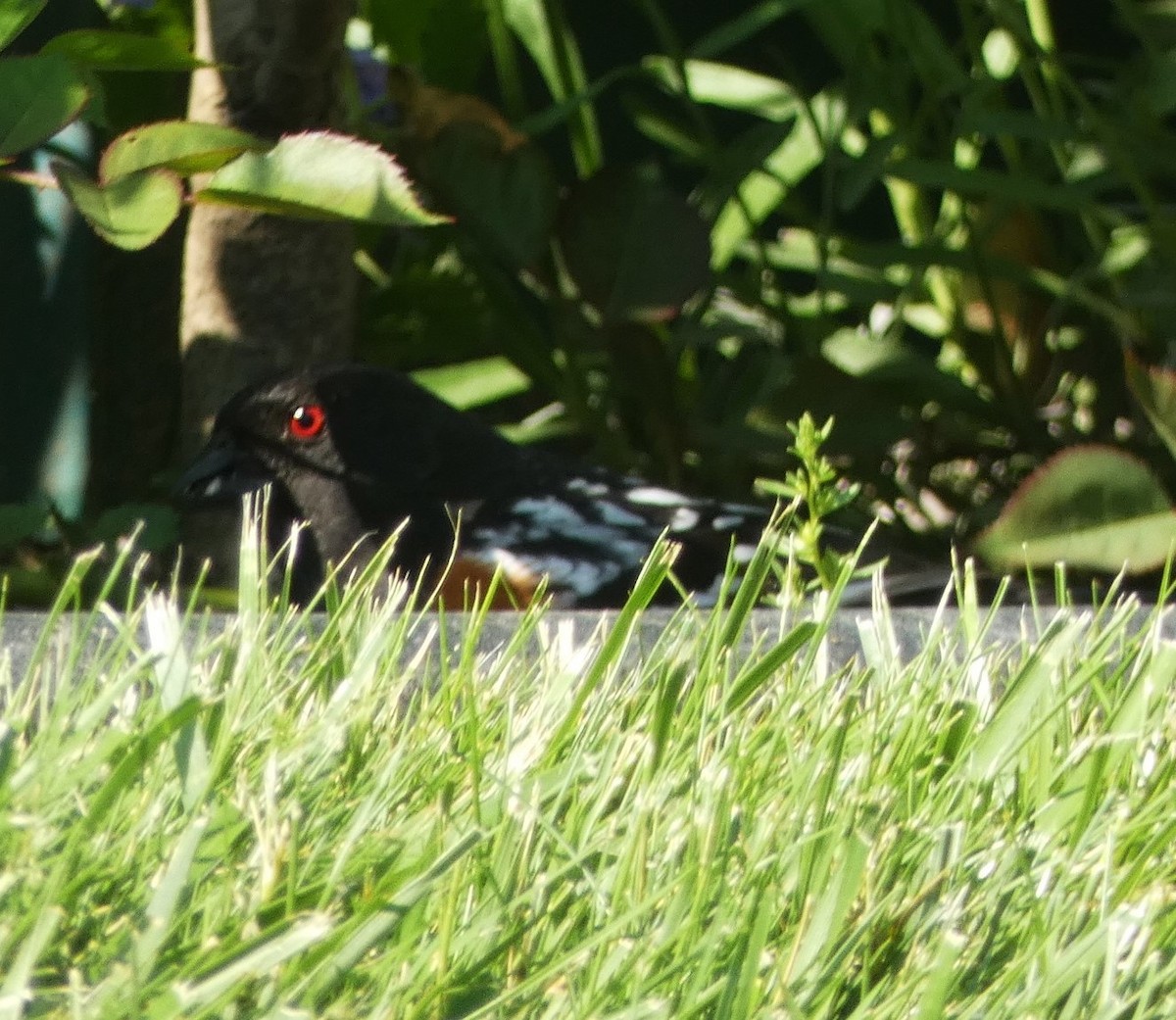 Spotted Towhee - Amber Piotter