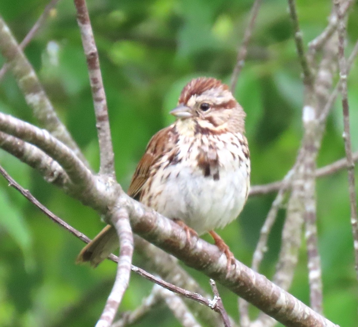 Song Sparrow - ML619336472