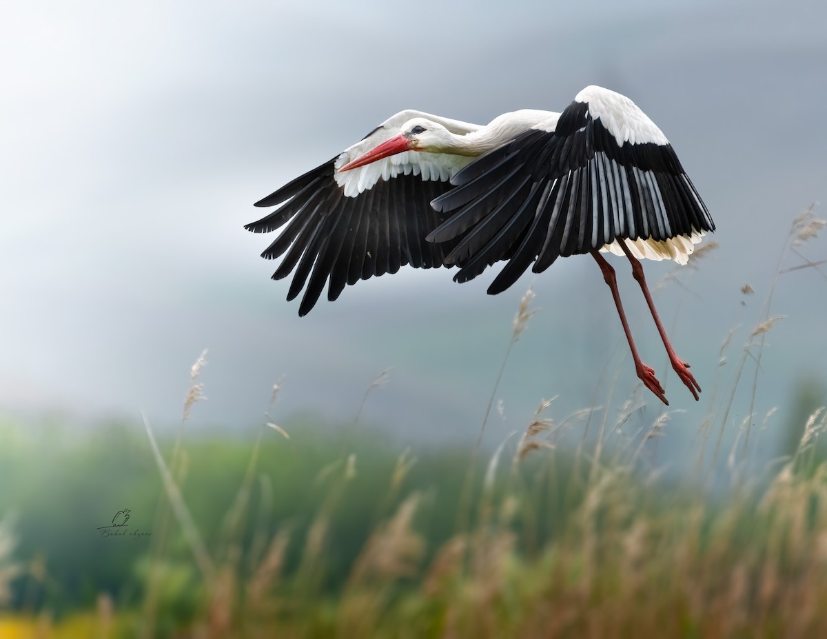 White Stork - babak ehsani