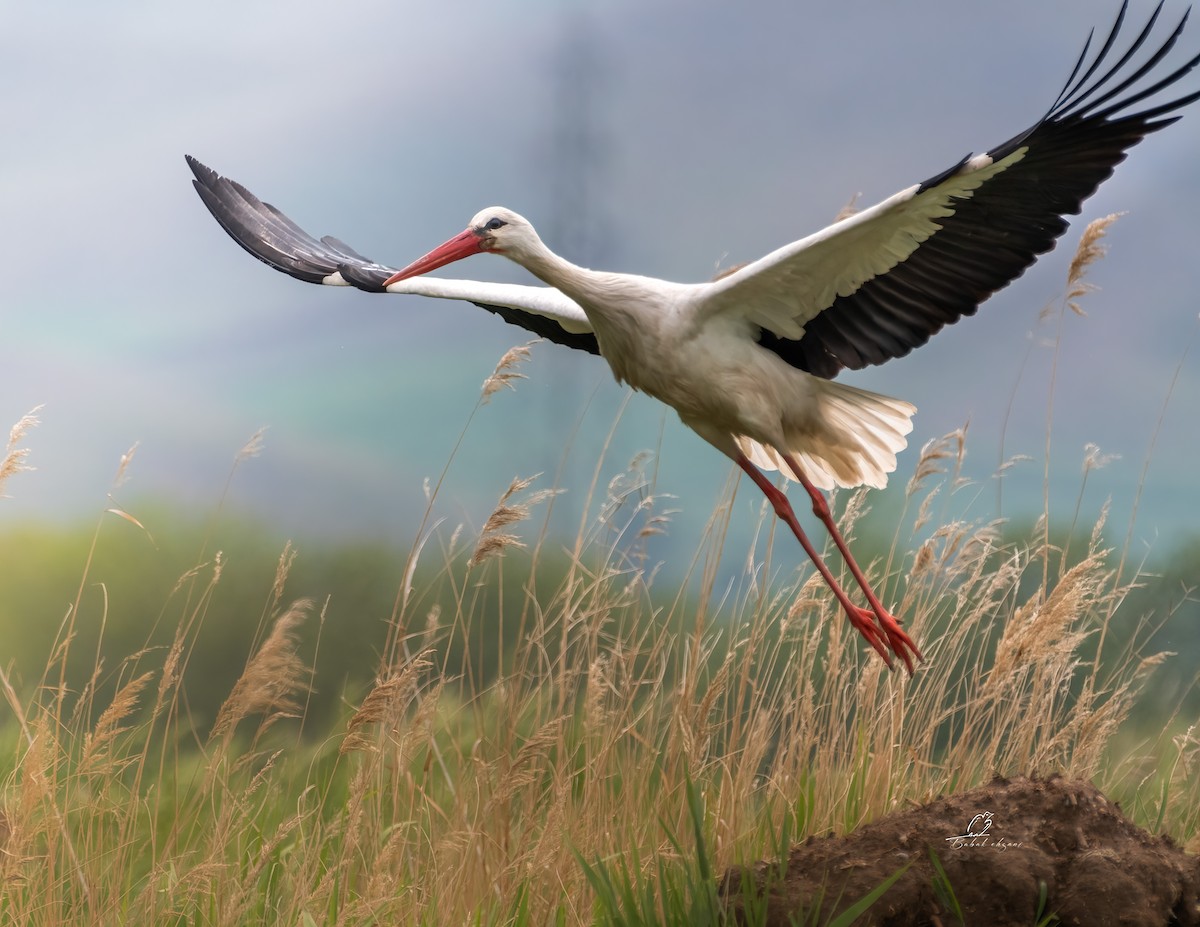 White Stork - babak ehsani