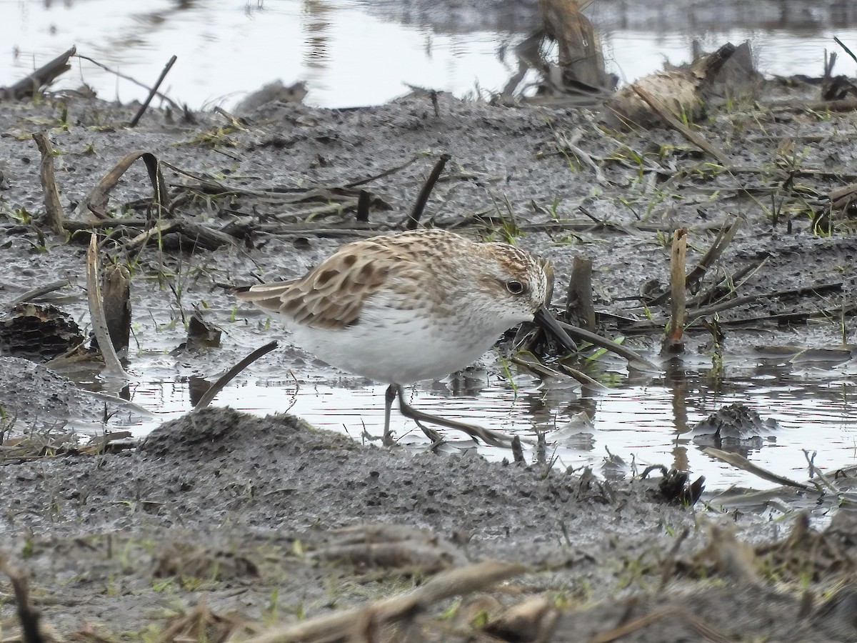 Semipalmated Sandpiper - Jenny Young