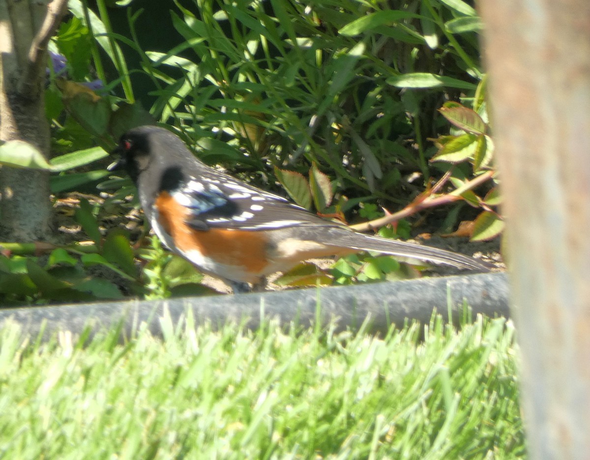 Spotted Towhee - Amber Piotter