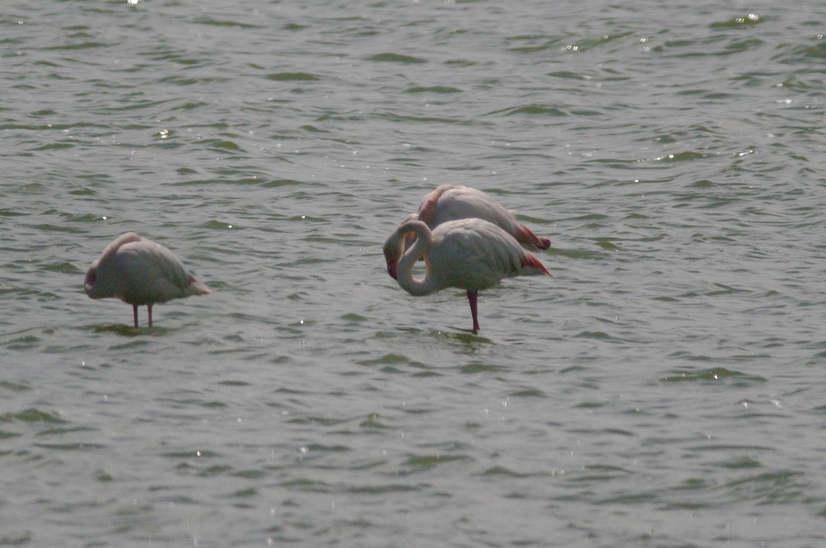 Greater Flamingo - ML619336533