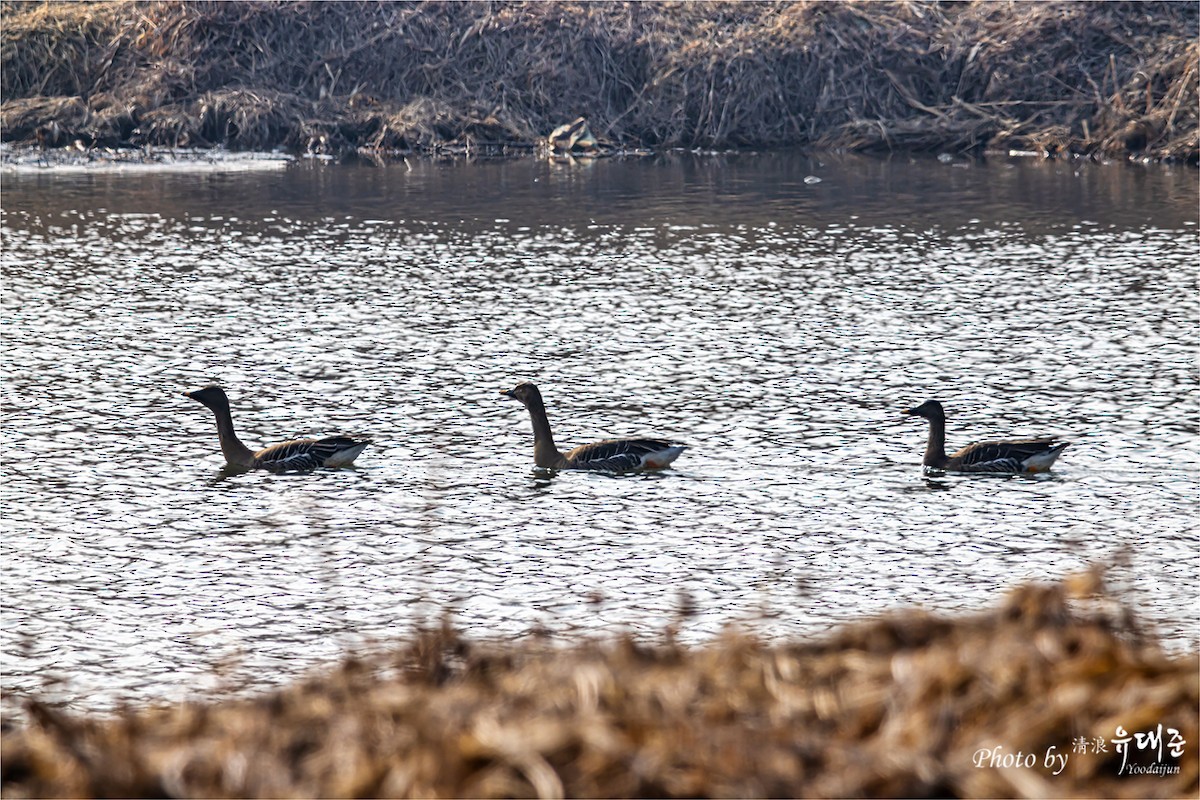 Tundra Bean-Goose - 대준 유