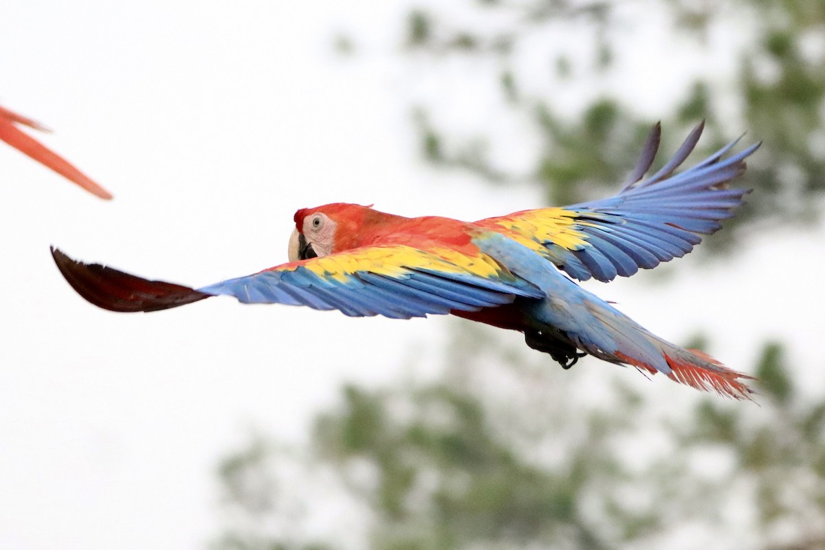 Scarlet Macaw - Hugo Orellana