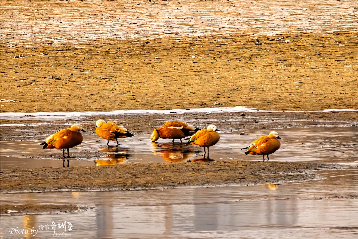 Ruddy Shelduck - ML619336547