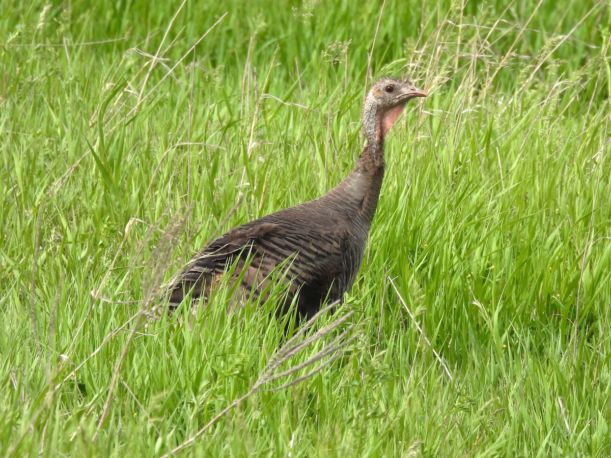 Wild Turkey - Jenny Young