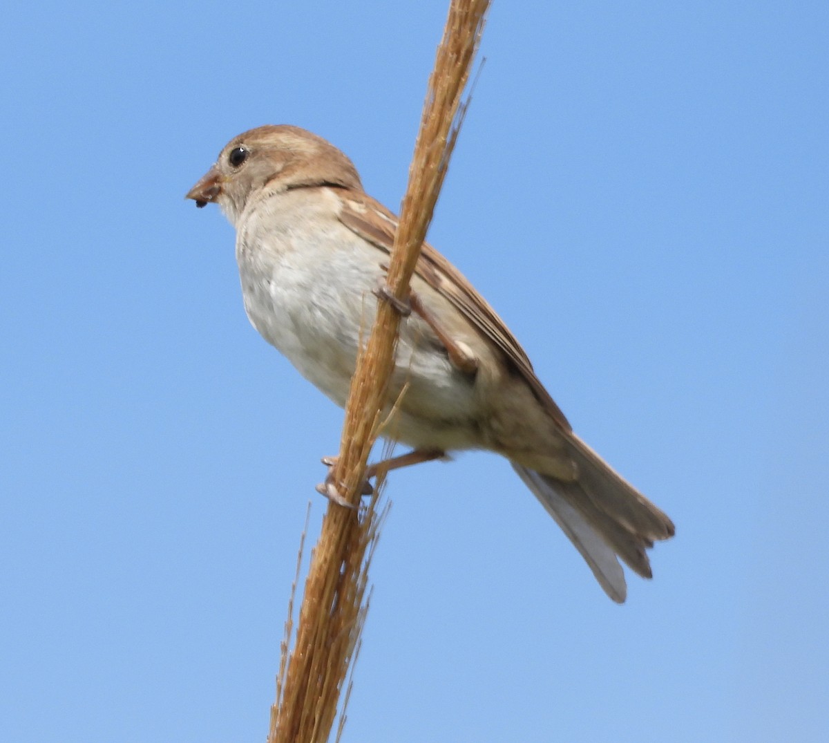 House Sparrow - Ricardo Bedia