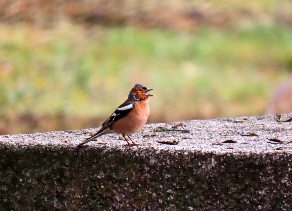 Common Chaffinch - Francisco Javier Calvo lesmes