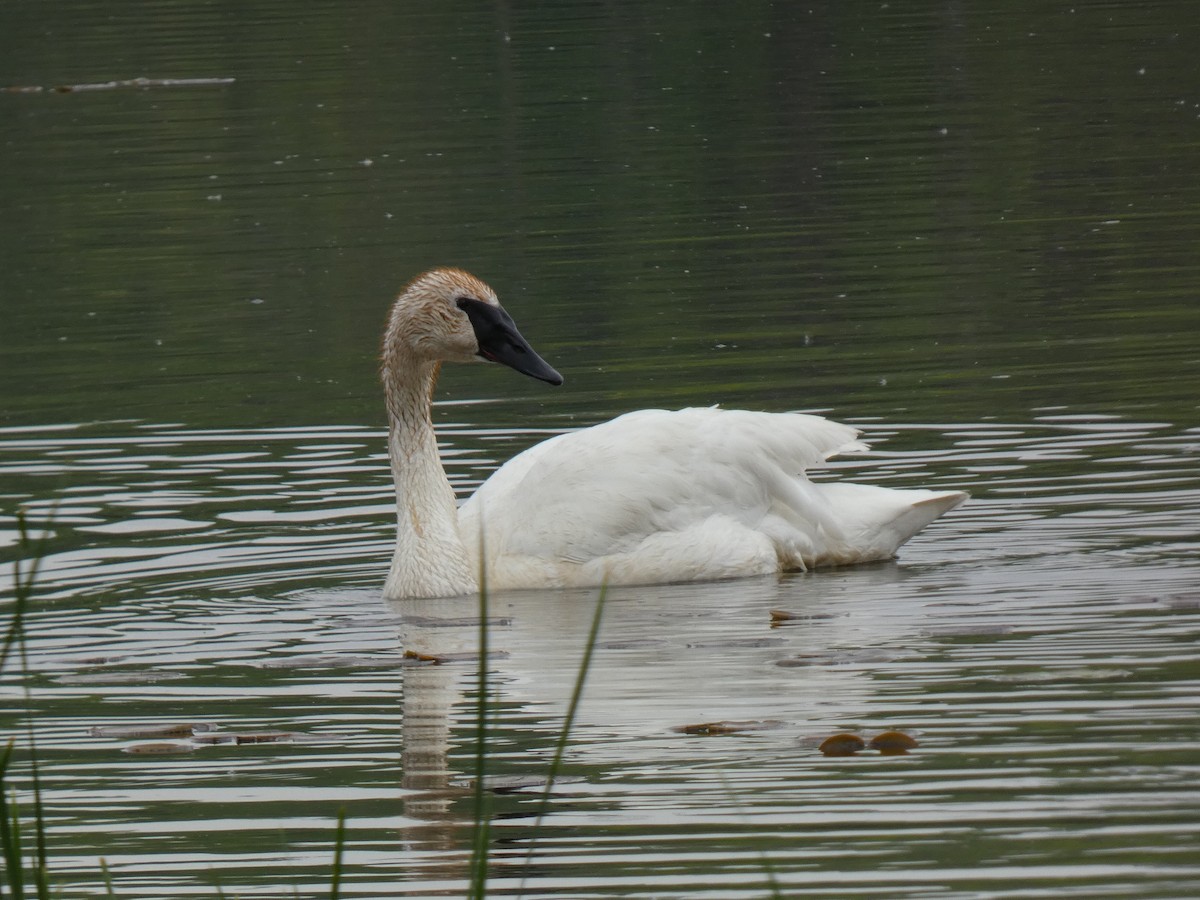 Trumpeter Swan - ML619336576