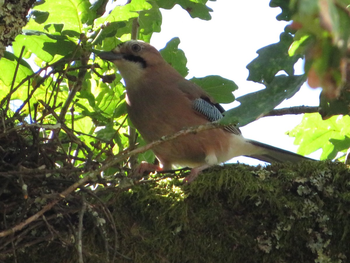 Eurasian Jay - ML619336600