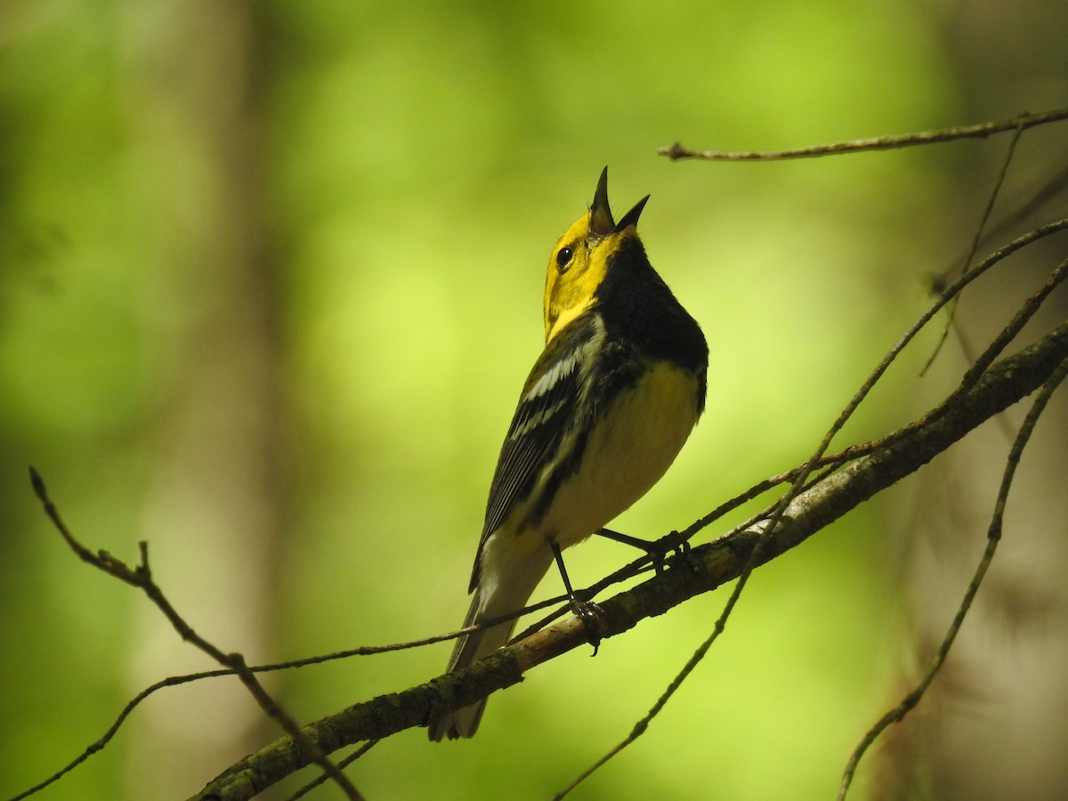 Black-throated Green Warbler - Tom Dibblee