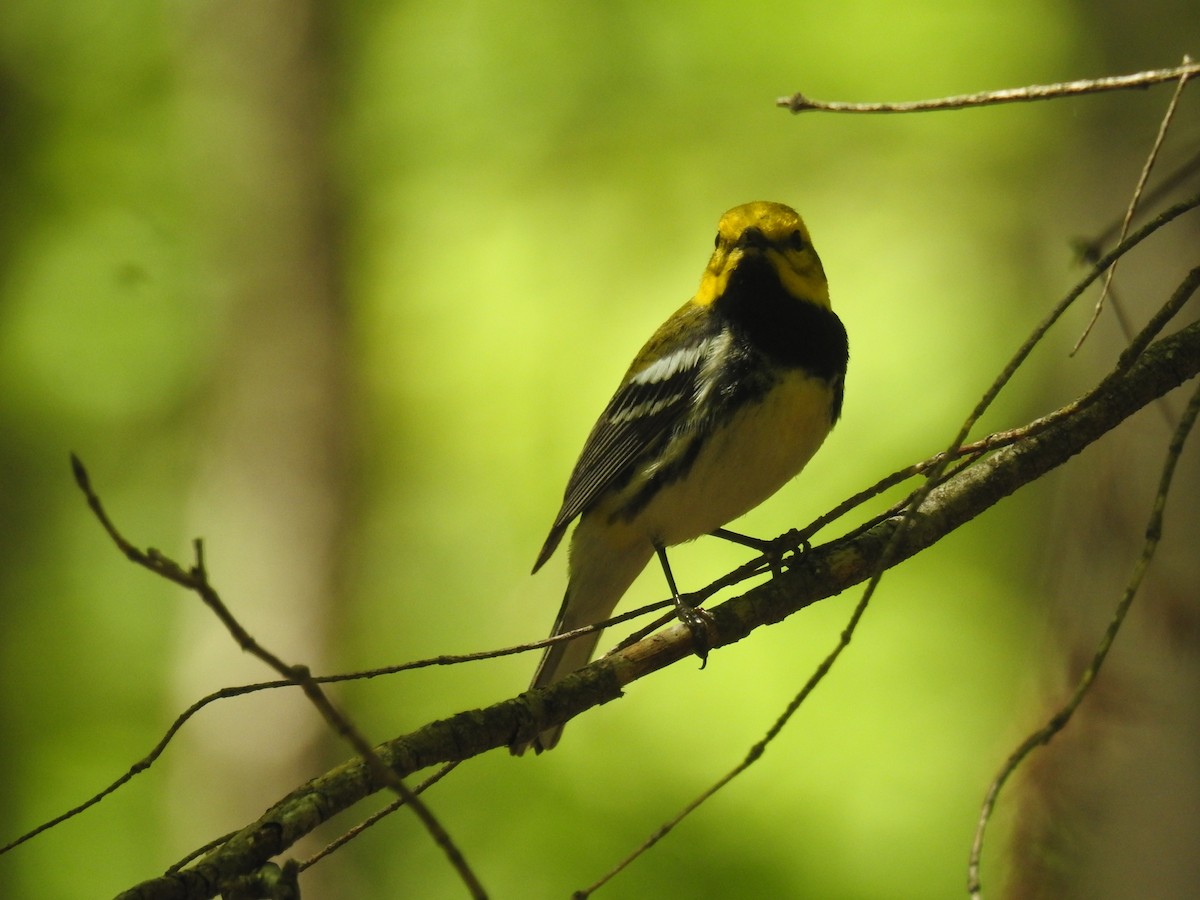 Black-throated Green Warbler - Tom Dibblee