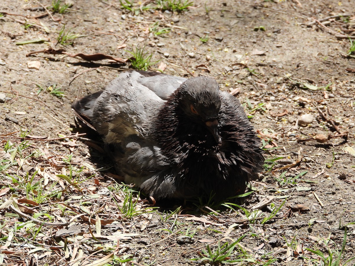 Rock Pigeon (Feral Pigeon) - Ricardo Bedia