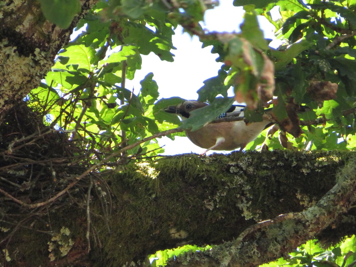 Eurasian Jay - ML619336644