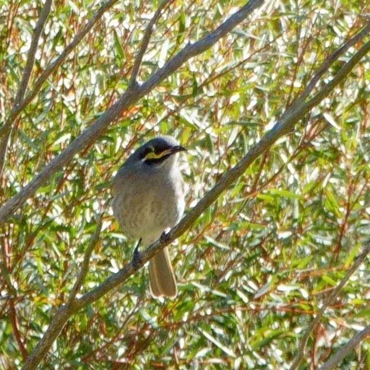 Yellow-faced Honeyeater - Norm Clayton