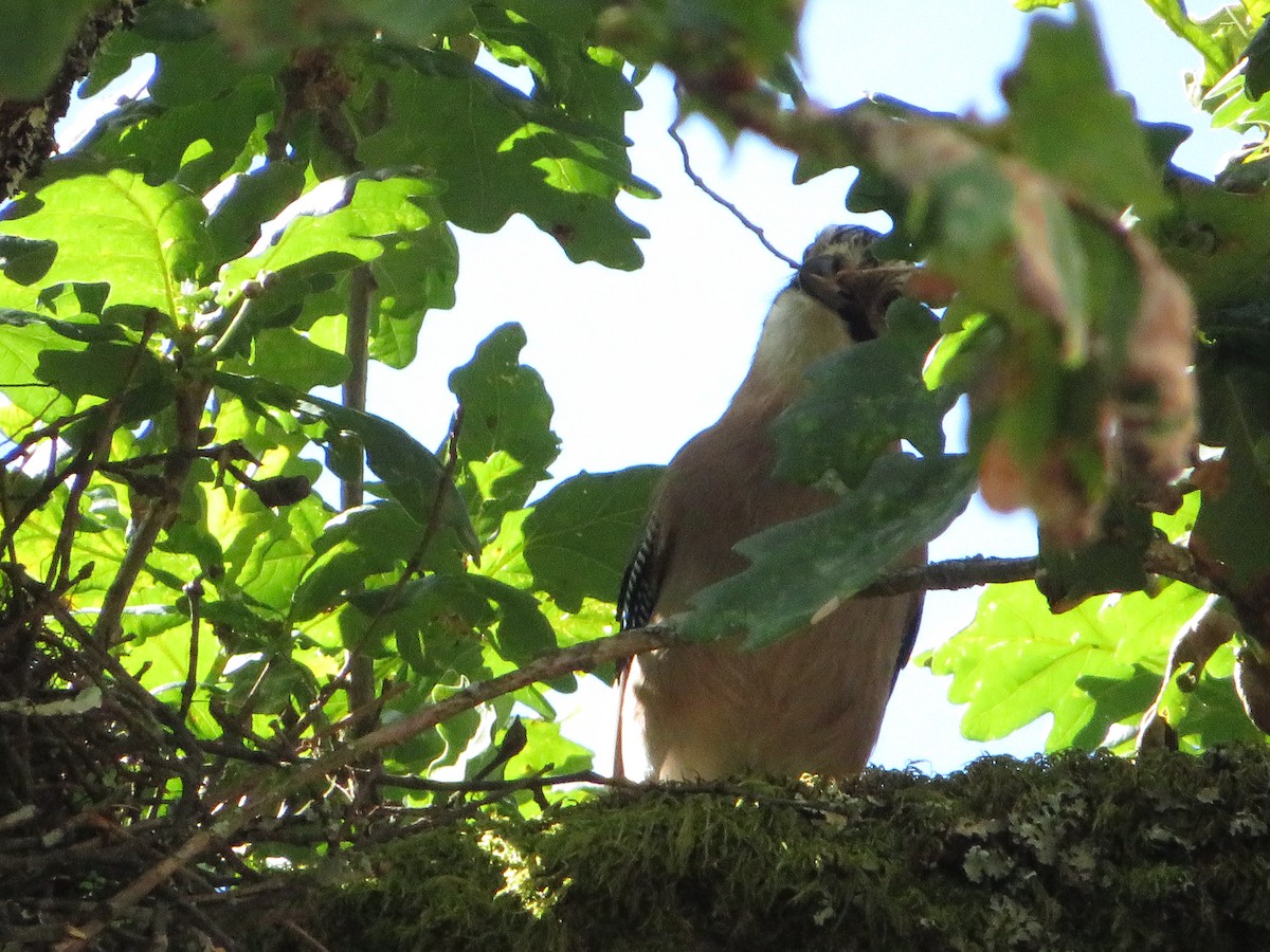 Eurasian Jay - ML619336687