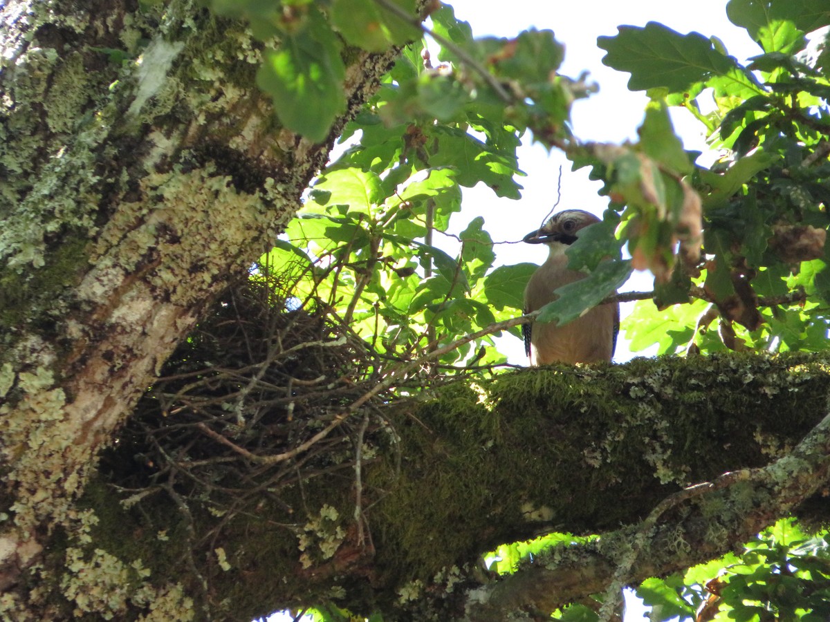 Eurasian Jay - ML619336689