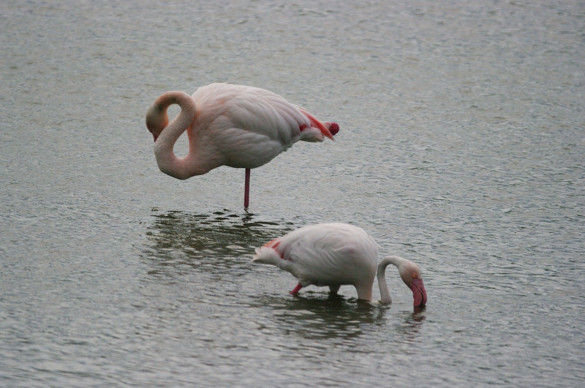 Greater Flamingo - ML619336690