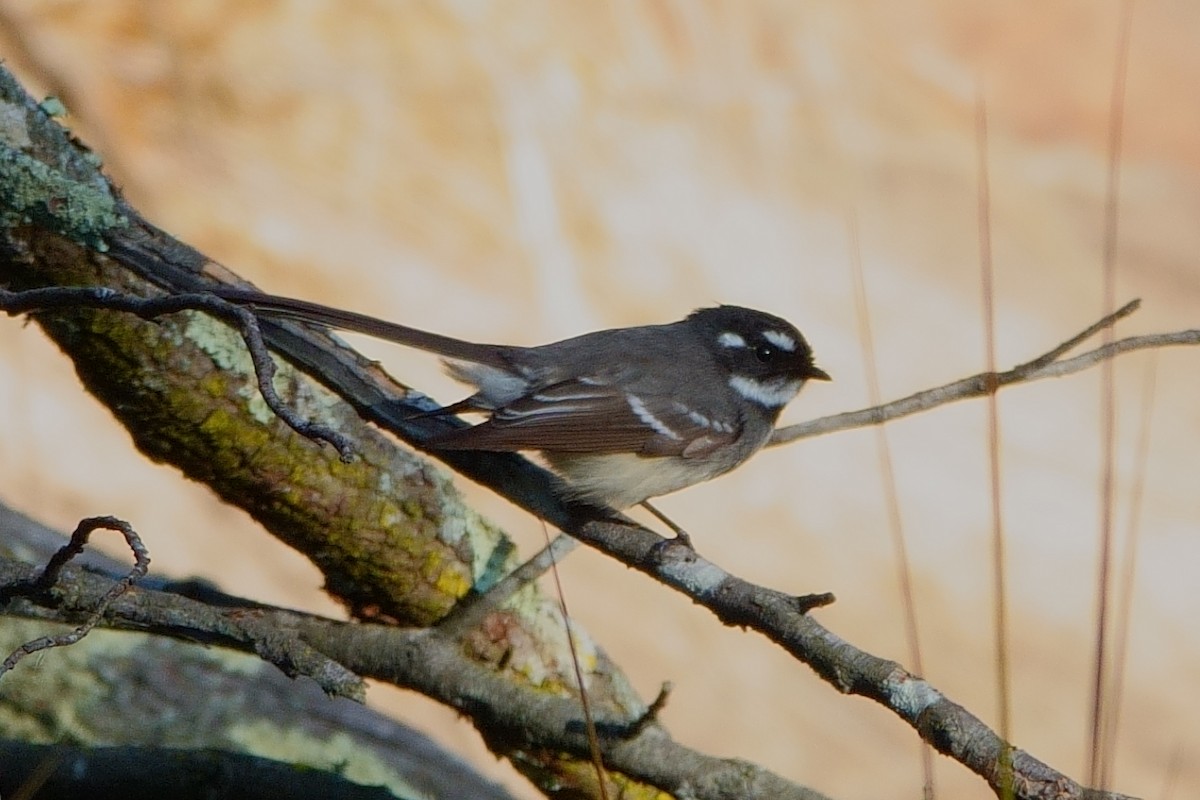 Gray Fantail - Norm Clayton