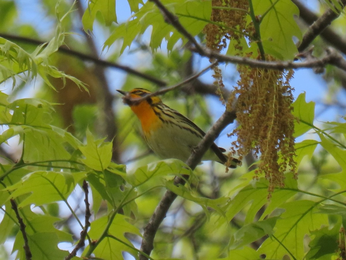 Blackburnian Warbler - ML619336728