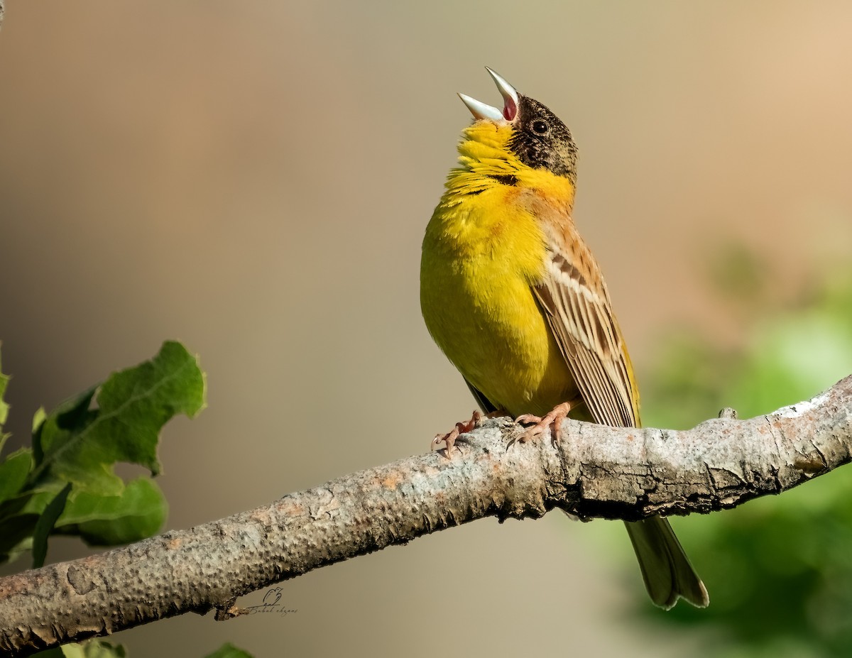 Black-headed Bunting - babak ehsani