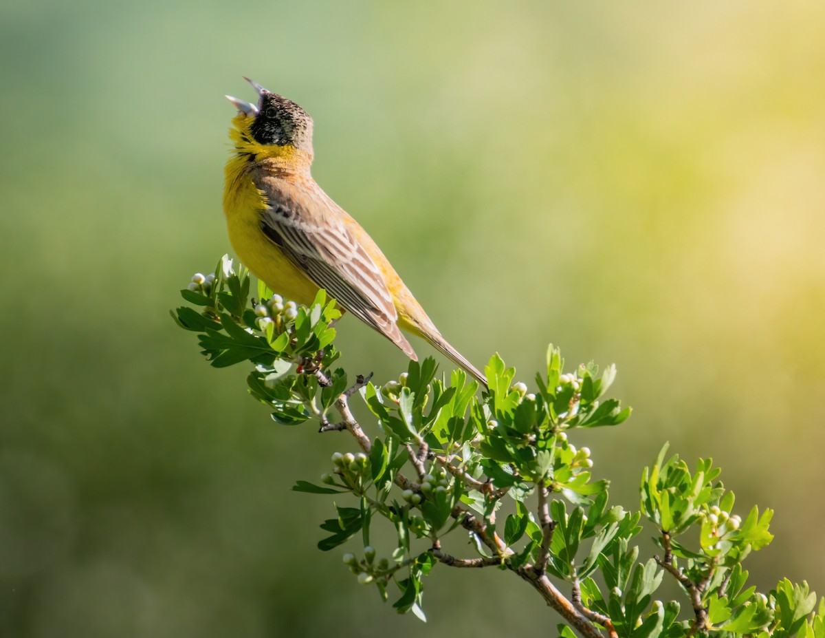 Black-headed Bunting - babak ehsani