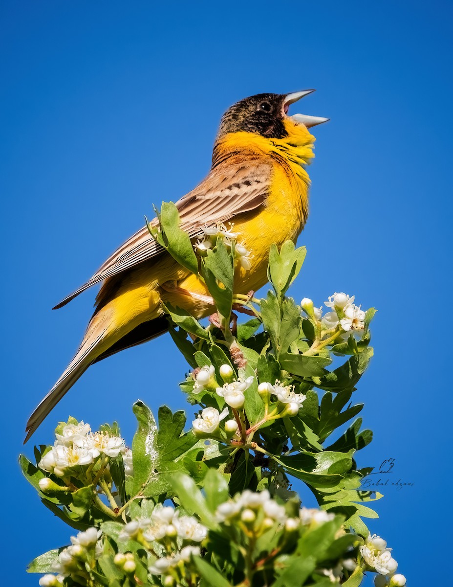 Black-headed Bunting - babak ehsani