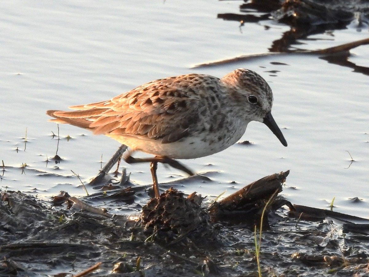 Semipalmated Sandpiper - Jenny Young
