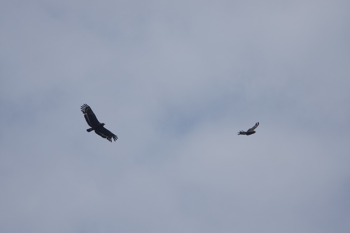 Crested Serpent-Eagle - hiya lin