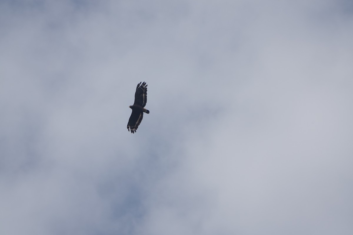 Crested Serpent-Eagle - hiya lin