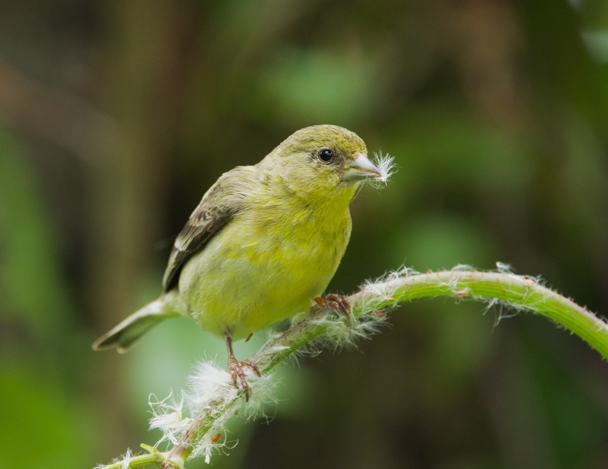 Lesser Goldfinch - Pair of Wing-Nuts