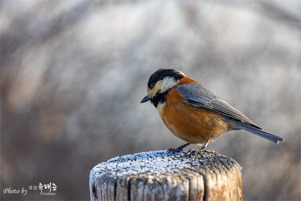 Varied Tit - 대준 유