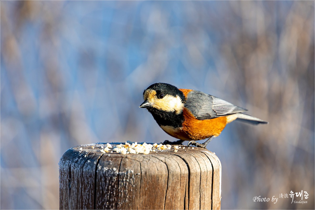 Varied Tit - 대준 유