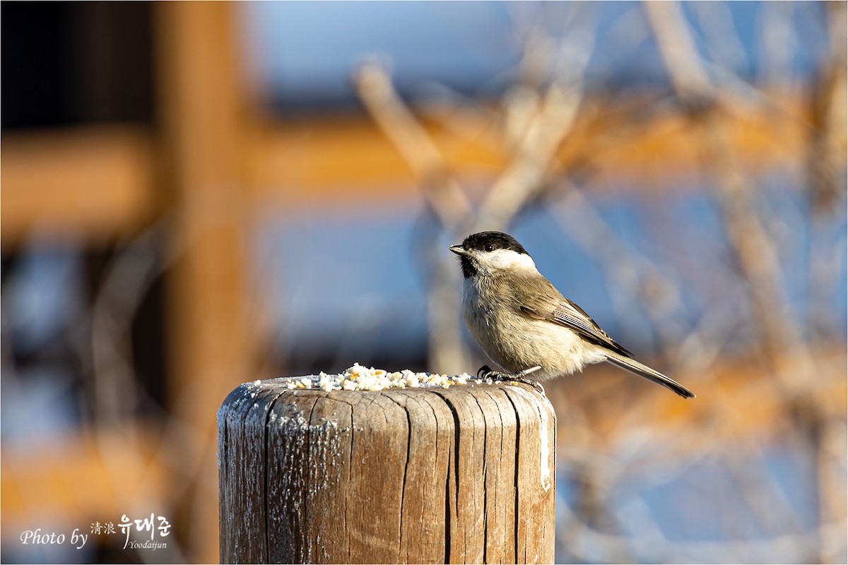 Marsh Tit - 대준 유