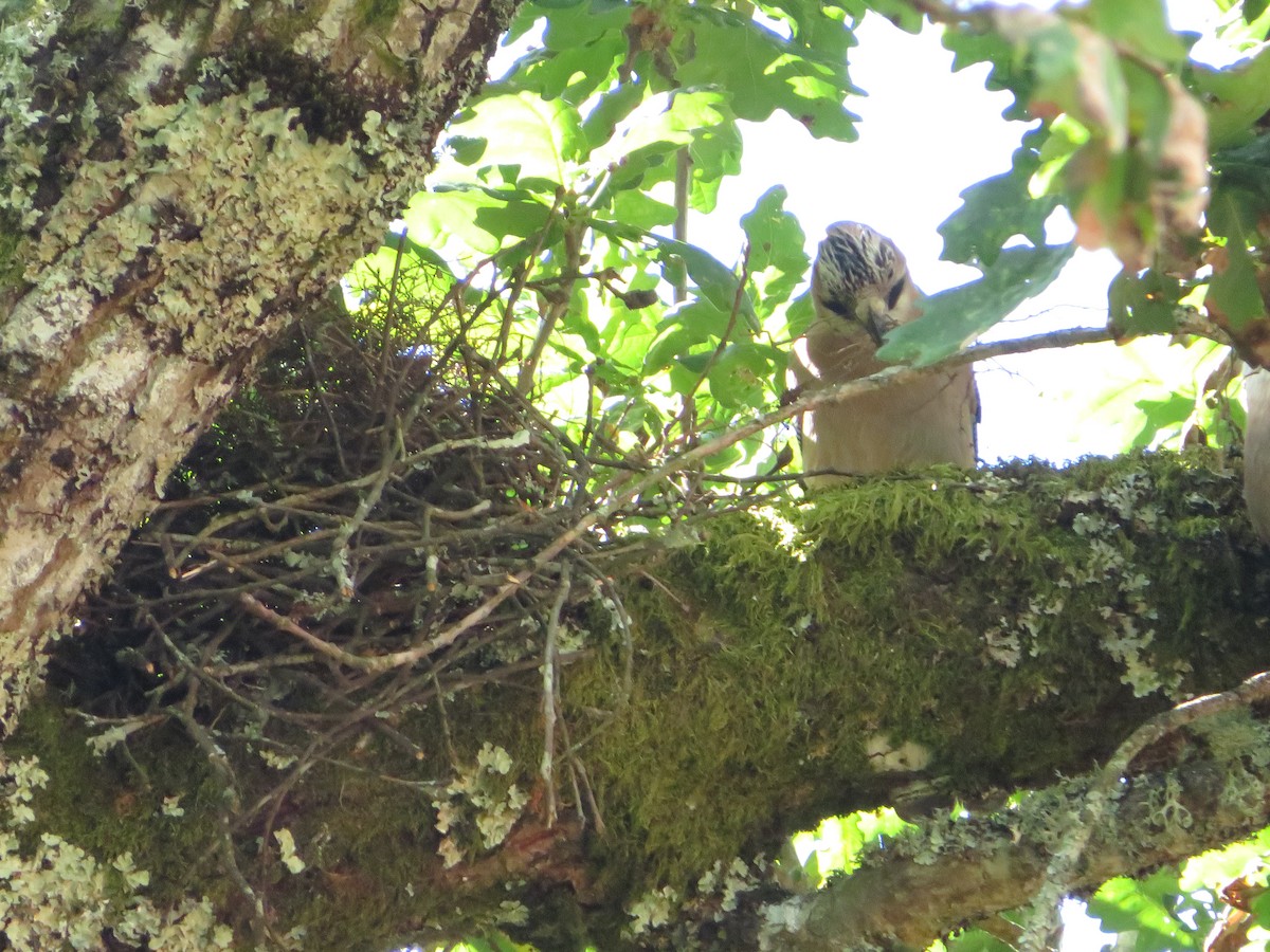 Eurasian Jay - ML619336792