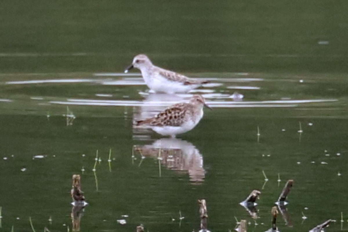 Semipalmated Sandpiper - Debra Rittelmann