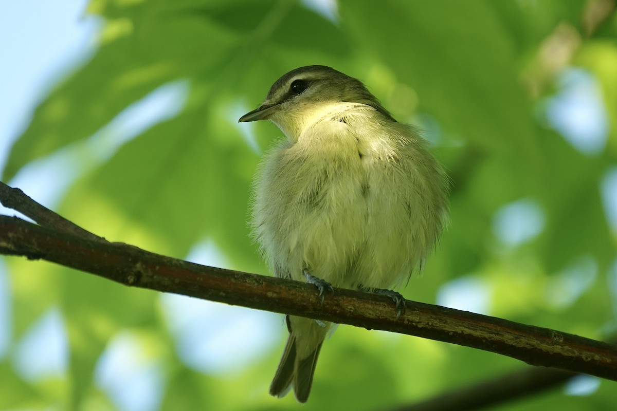 Philadelphia Vireo - Cathy Carroll