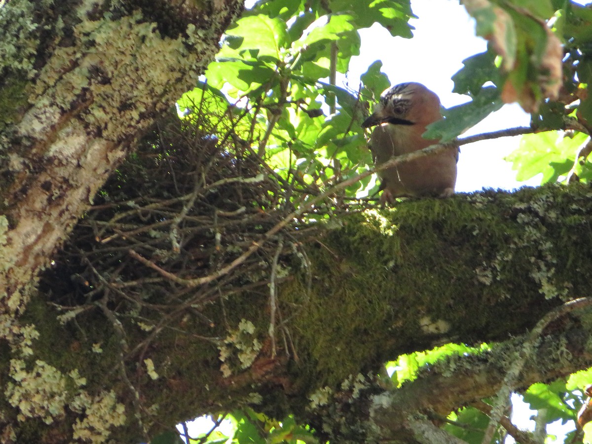 Eurasian Jay - ML619336833