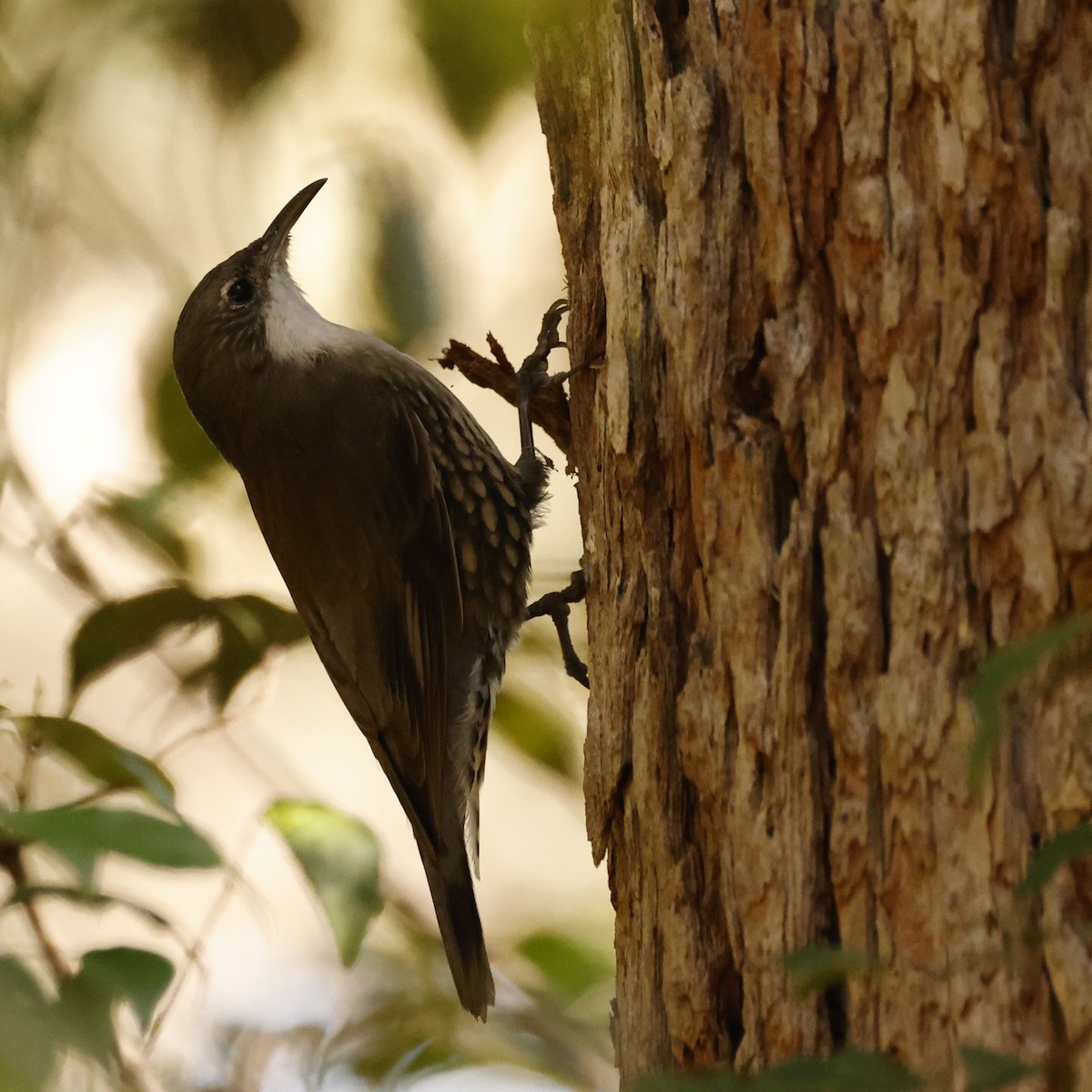 White-throated Treecreeper (White-throated) - ML619336837