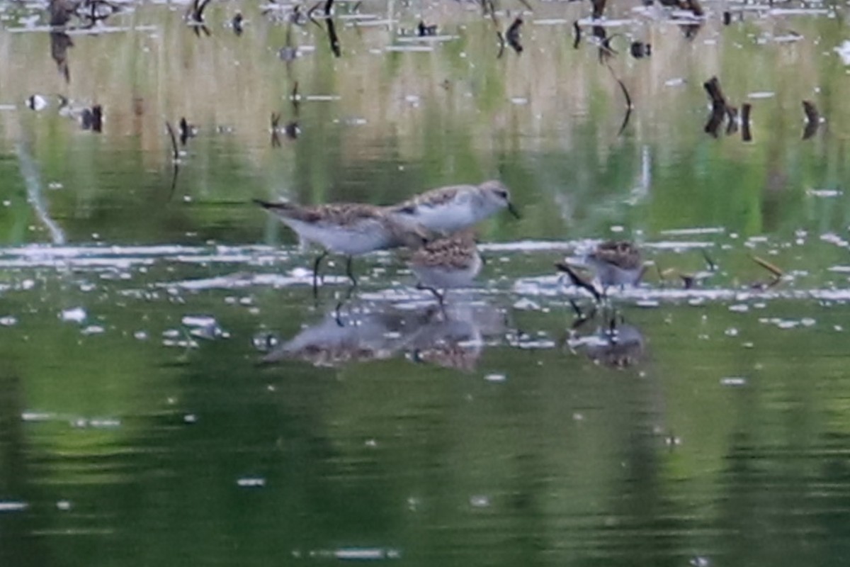 White-rumped Sandpiper - Debra Rittelmann