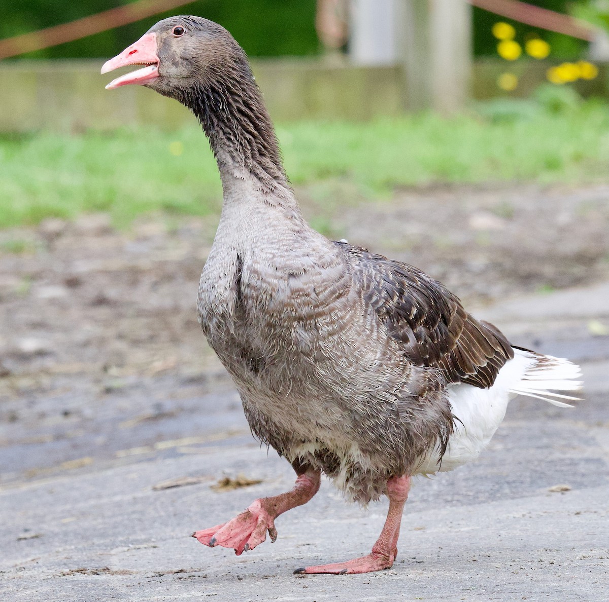 Graylag Goose (Domestic type) - Michael Yellin